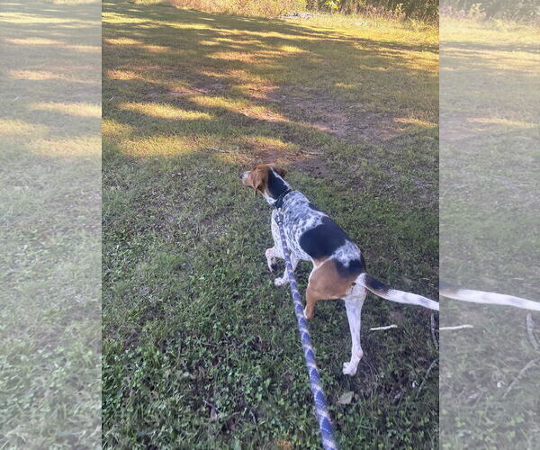 Medium Photo #6 Mutt Puppy For Sale in Rustburg, VA, USA