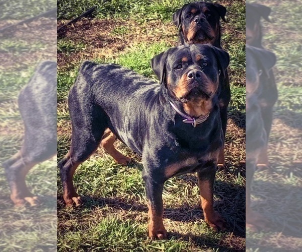 Medium Photo #30 Rottweiler Puppy For Sale in VONORE, TN, USA