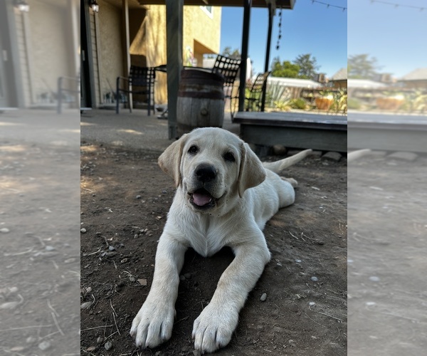 Medium Photo #3 Labrador Retriever Puppy For Sale in CLOVIS, CA, USA