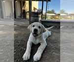 Small #2 Labrador Retriever
