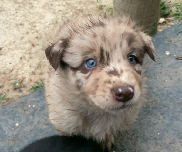 Medium Photo #1 Australian Shepherd Puppy For Sale in SYLACAUGA, AL, USA