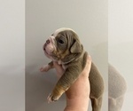 Puppy 1 English Bulldog