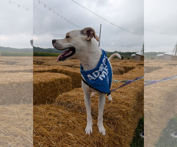 Medium Photo #33 Boxador Puppy For Sale in Princeton, MN, USA