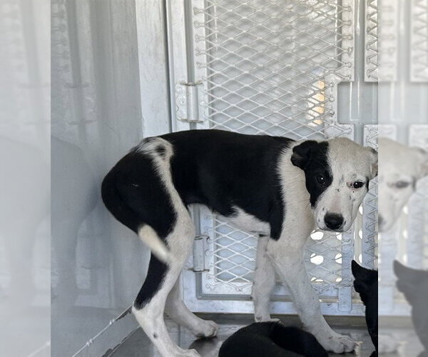 Medium Photo #1 Border Collie-Unknown Mix Puppy For Sale in Stockton, CA, USA