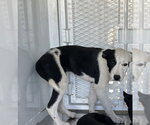 Small Border Collie Mix