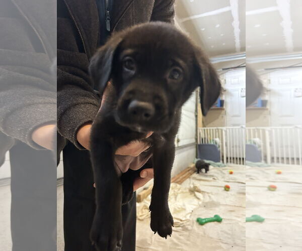 Medium Photo #3 Colonial Cocker Spaniel-Labrador Retriever Mix Puppy For Sale in St. Louis Park, MN, USA