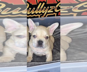 French Bulldog Puppy for sale in WILMINGTON, CA, USA
