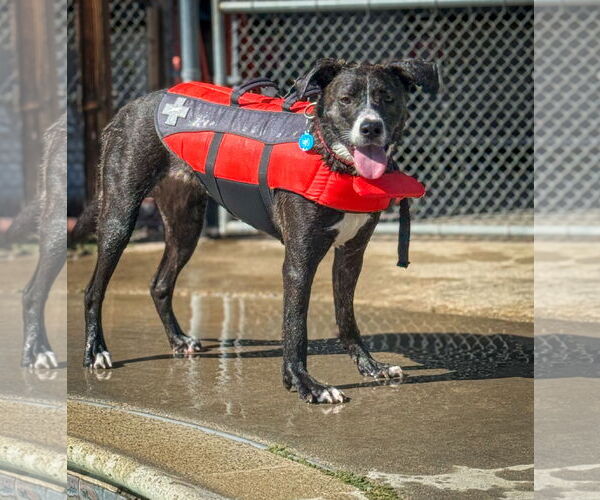 Medium Photo #4 American Pit Bull Terrier-Labrador Retriever Mix Puppy For Sale in San Diego, CA, USA