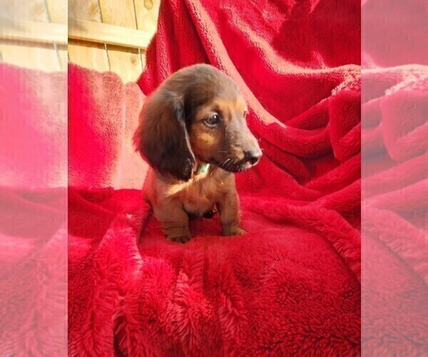 Medium Photo #2 Dachshund Puppy For Sale in TOLEDO, OH, USA