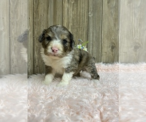 F2 Aussiedoodle Puppy for sale in MYRTLE, MO, USA