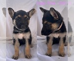 Small Photo #8 German Shepherd Dog Puppy For Sale in KINGWOOD, TX, USA