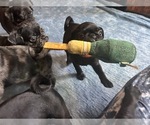 Puppy Teddy Frenchie Pug