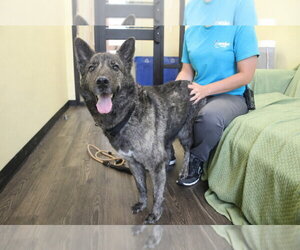 Gerberian Shepsky Dogs for adoption in Chestertown, MD, USA