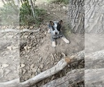 Small Photo #1 Australian Cattle Dog Puppy For Sale in SMILEY, TX, USA