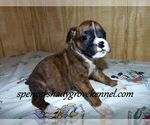 Small #4 Boxer