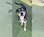 Small #1 Rottweiler Mix