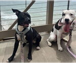Small #1 American Staffordshire Terrier Mix