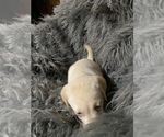 Small Photo #3 Labrador Retriever Puppy For Sale in STOKESDALE, NC, USA