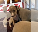Small Photo #7 Italian Greyhound Puppy For Sale in EAST FARMINGDALE, NY, USA