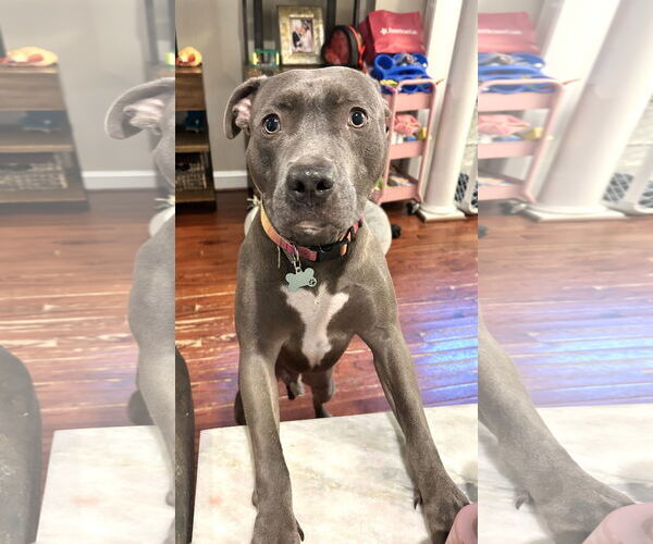 Medium Photo #2 American Pit Bull Terrier Puppy For Sale in Rockville, MD, USA