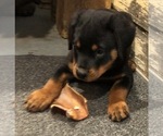 Small #6 Rottweiler