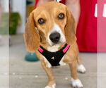 Small #9 Beagle Mix
