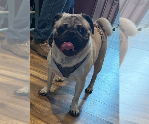 Medium Photo #1 Pug Puppy For Sale in Elizabeth City, NC, USA