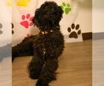 Small #1 Labrador Retriever
