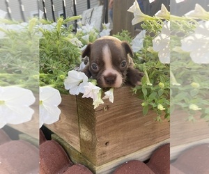 Boston Terrier Puppy for sale in FREDONIA, KS, USA