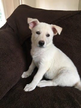 Medium Photo #1 German Shepherd Dog Puppy For Sale in LOS MOLINOS, CA, USA