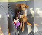 Small Photo #2 German Shepherd Dog-Unknown Mix Puppy For Sale in Williamsburg, NM, USA
