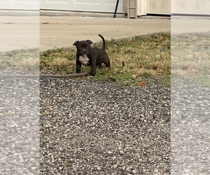 American Bully Puppy for sale in SUMTER, SC, USA