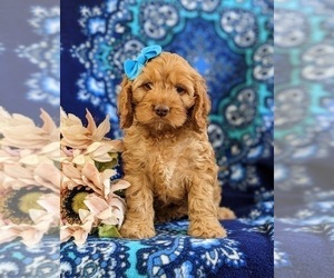 Cock-A-Poo Puppy for sale in NOTTINGHAM, PA, USA