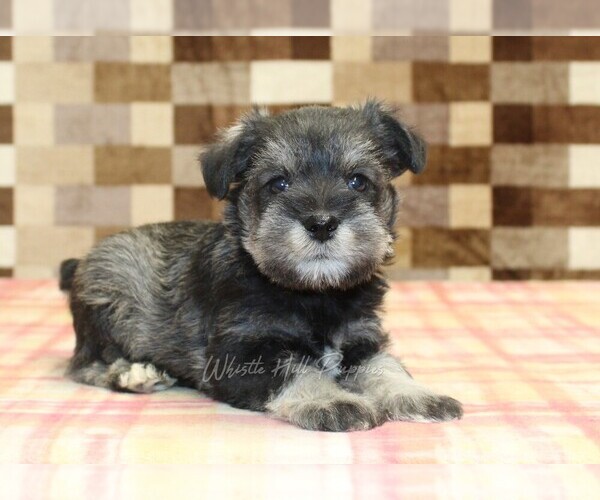 Medium Photo #2 Schnauzer (Miniature) Puppy For Sale in DENVER, PA, USA