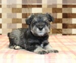 Small #1 Schnauzer (Miniature)