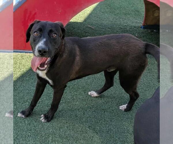 Medium Photo #2 Collie-Labrador Retriever Mix Puppy For Sale in Rockwall, TX, USA