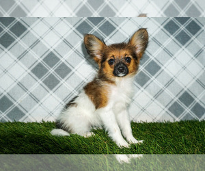 Papillon Puppy for sale in WOOSTER, OH, USA
