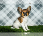 Small Papillon