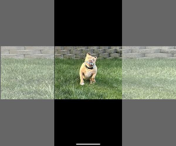 Medium Photo #4 American Pit Bull Terrier Puppy For Sale in Hayward, CA, USA