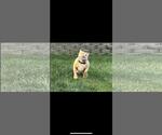 Small #3 American Pit Bull Terrier