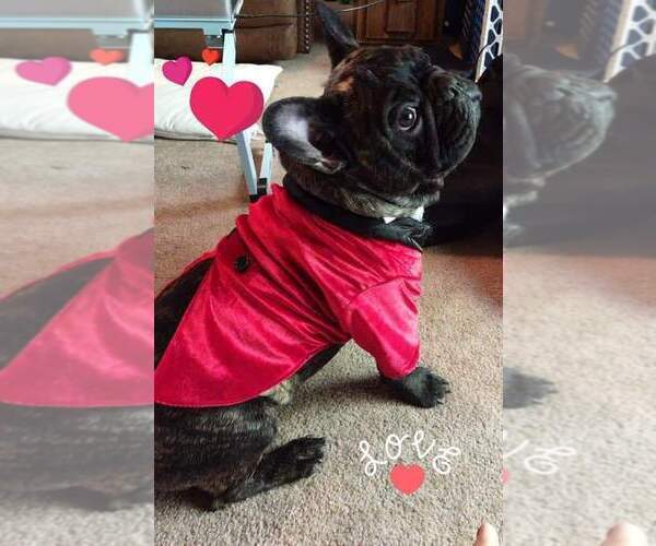 Medium Photo #1 French Bulldog Puppy For Sale in TUCSON, AZ, USA