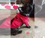 Small Photo #1 French Bulldog Puppy For Sale in TUCSON, AZ, USA