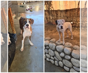 Boxer Puppy for sale in FONTANA, CA, USA