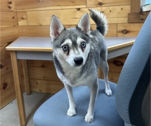 Mother of the Alaskan Klee Kai-Pomeranian Mix puppies born on 08/26/2025