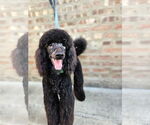 Small Poodle (Standard)