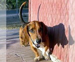 Small #3 Basset Hound