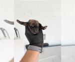 Small Labrador Retriever Mix