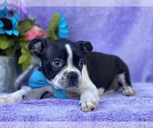 Boston Terrier Puppy for sale in LANCASTER, PA, USA