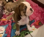 Small Photo #8 Bulldog Puppy For Sale in SPRING HILL, FL, USA
