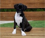 Small Photo #1 Boxer Puppy For Sale in CHILHOWEE, MO, USA